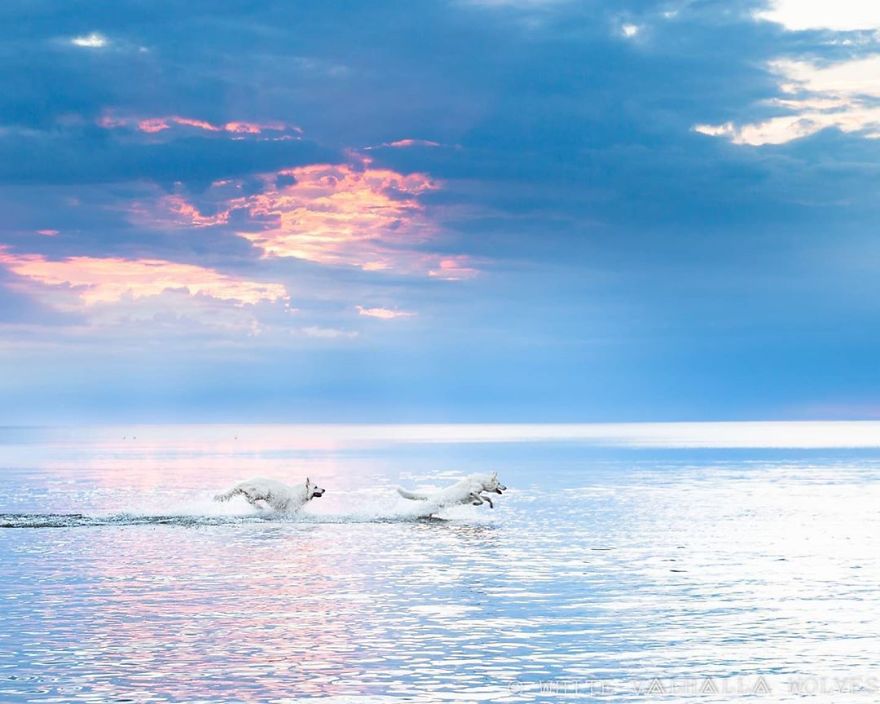 Woman’s Photoshoot Of Her Three Dogs With Sunflowers Goes Hilariously Wrong When They Discover How Tasty The Flowers Are Woman’s Photoshoot Of Her Three Dogs With Sunflowers Goes Hilariously Wrong When They Discover How Tasty The Flowers Are