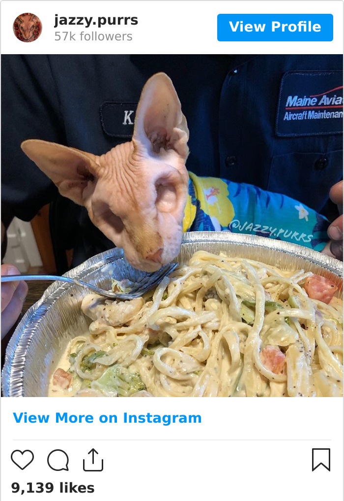 Jazzypurrs-Jasper-Cat-Sphinx-Eyeless