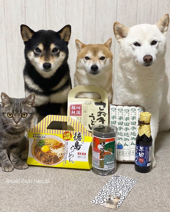 Cat-Thinks-She-Is-Dog-Saki-Ibuki-Hazuki