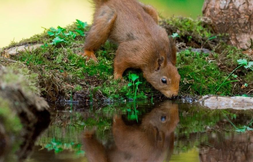 I Captured Squirrels Looking In The Water As If They Were Looking In The Mirror (14 Pics) I Captured Squirrels Looking In The Water As If They Were Looking In The Mirror (14 Pics)