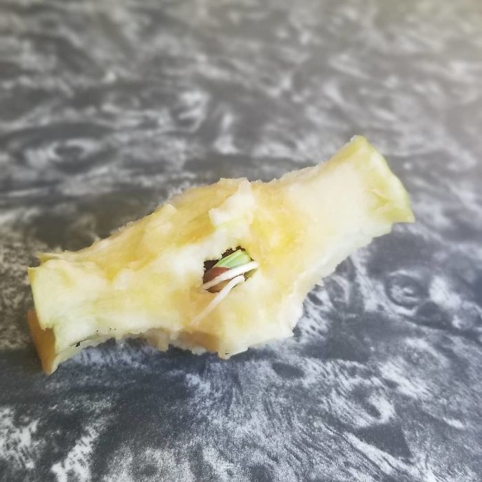 The Term For This Is Vivipary And It Might Very Well Be Your Next Phobia