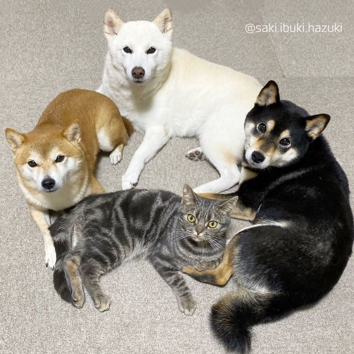 Cat-Thinks-She-Is-Dog-Saki-Ibuki-Hazuki