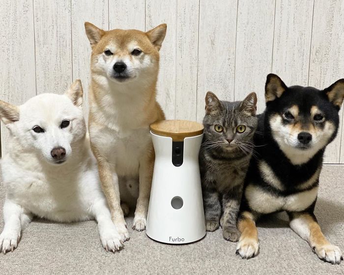 Cat-Thinks-She-Is-Dog-Saki-Ibuki-Hazuki