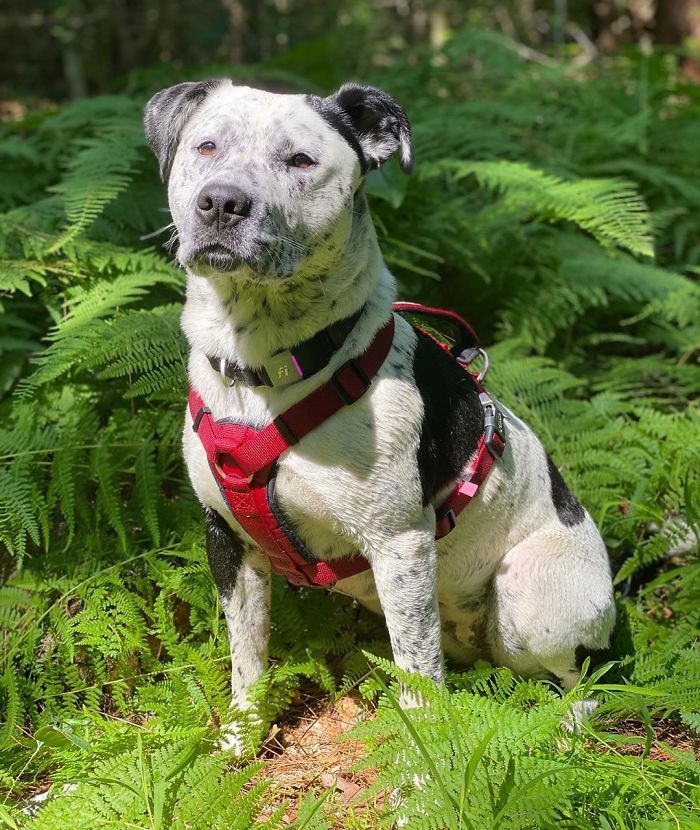 Pit Bull + Cattle Dog