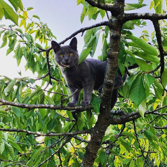 Cats-Raised-By-Birds