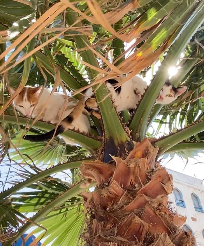 Cats-Raised-By-Birds