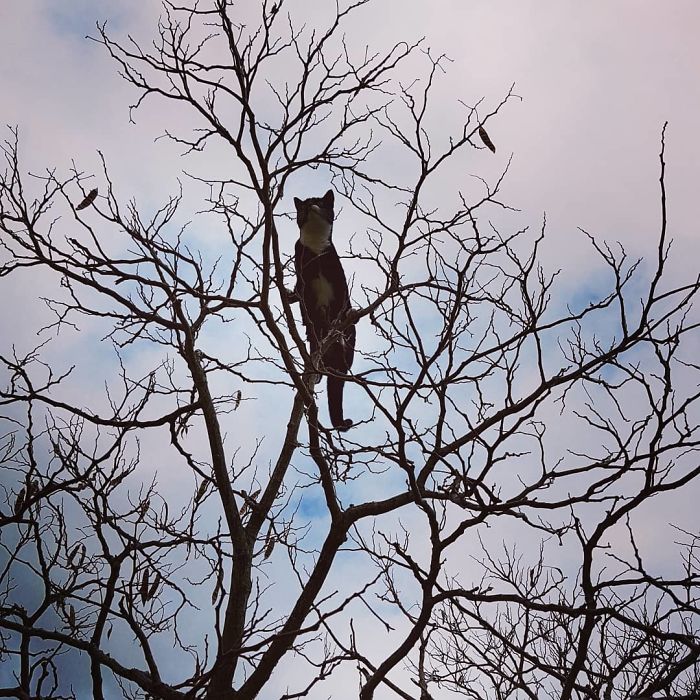 Cats-Raised-By-Birds