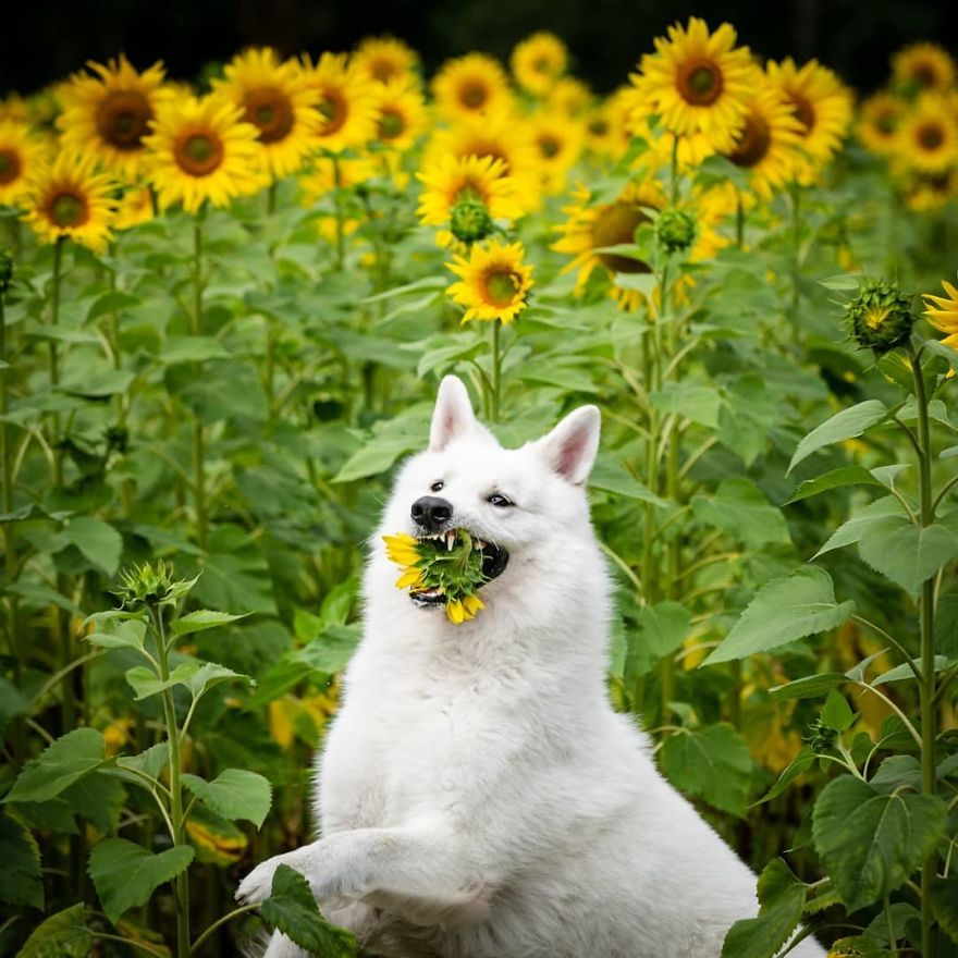 Woman’s Photoshoot Of Her Three Dogs With Sunflowers Goes Hilariously Wrong When They Discover How Tasty The Flowers Are Woman’s Photoshoot Of Her Three Dogs With Sunflowers Goes Hilariously Wrong When They Discover How Tasty The Flowers Are