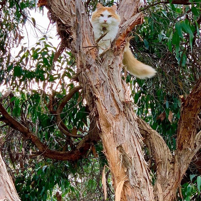 Cats-Raised-By-Birds