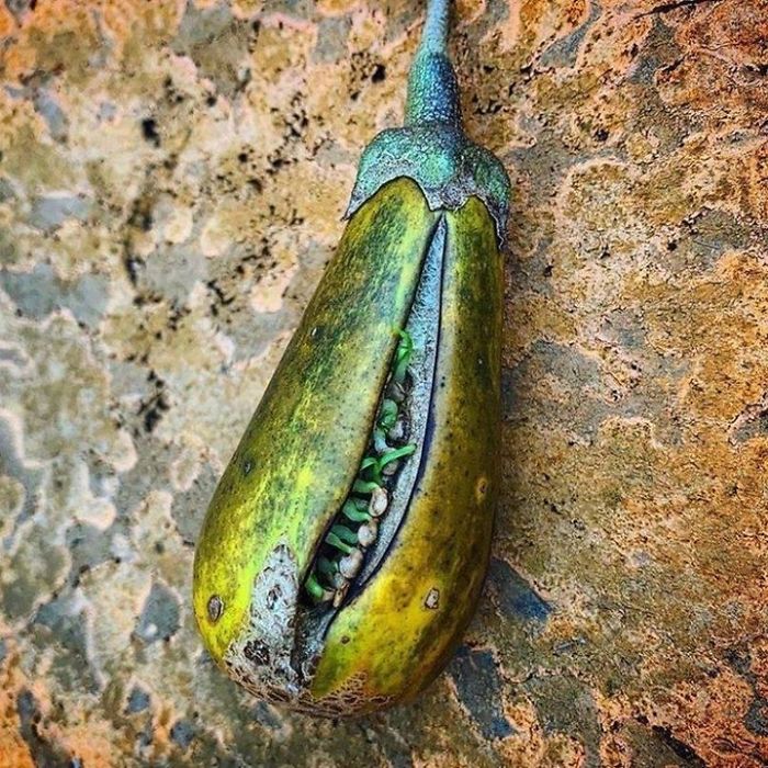 Why Does This Eggplant Look So Unusual?