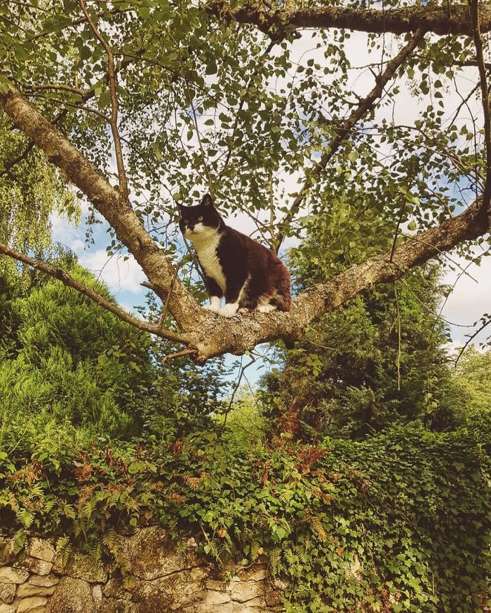 Cats-Raised-By-Birds