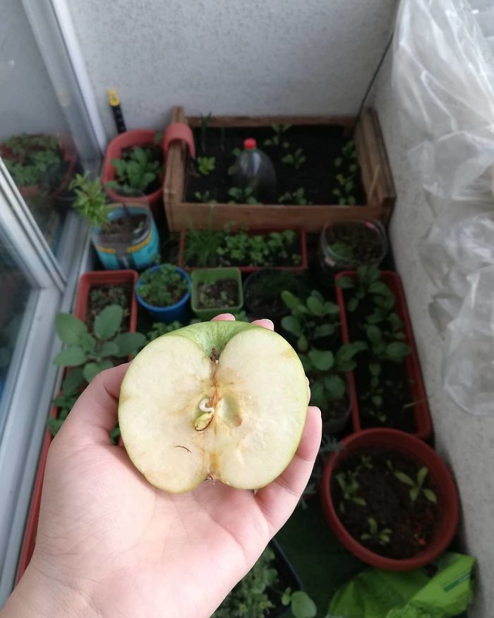 Seeds That Germinate Inside The Fruit And Today I Find This