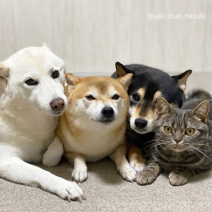 Cat-Thinks-She-Is-Dog-Saki-Ibuki-Hazuki