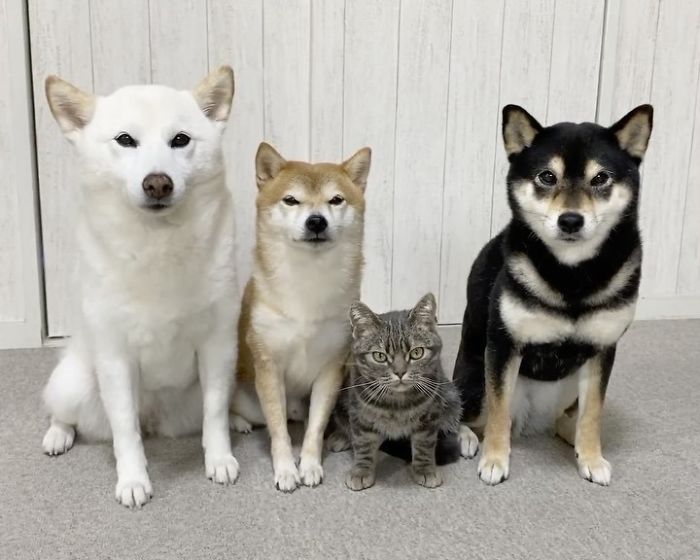 Cat-Thinks-She-Is-Dog-Saki-Ibuki-Hazuki