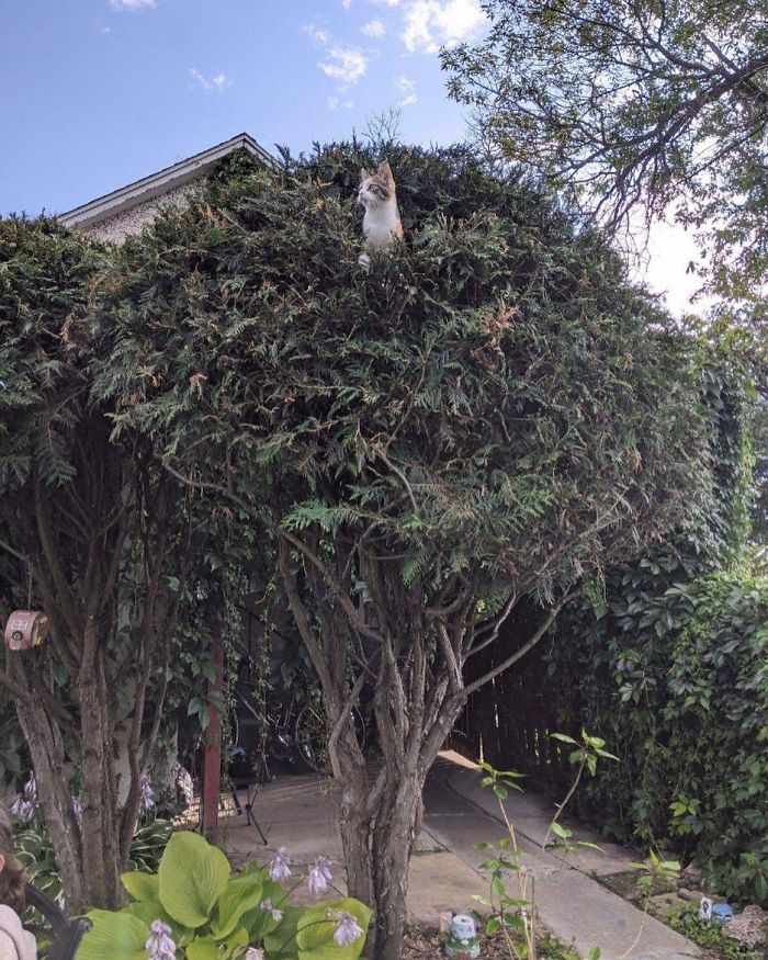 Cats-Raised-By-Birds