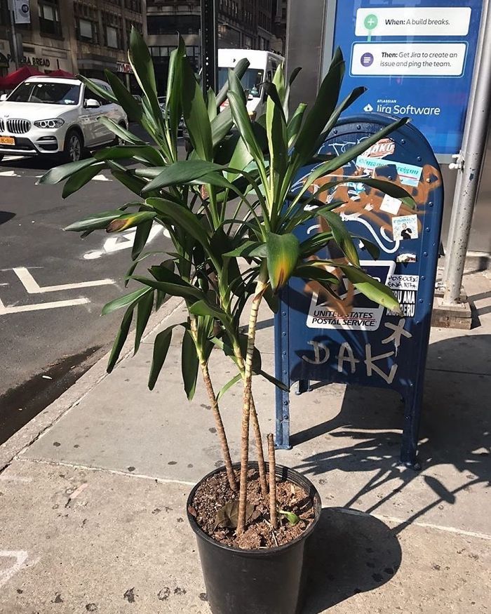 Ready, Set, Scoop This Plant Up!
se Corner Of W28th St & 7th Ave #stoopingnyc