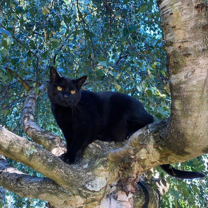 Cats-Raised-By-Birds