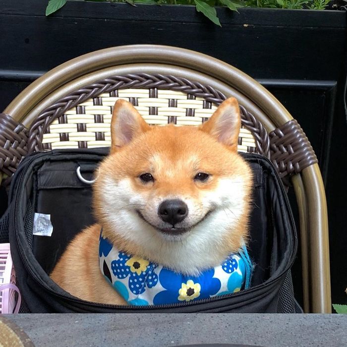 Smilling-Shiba-Pics
