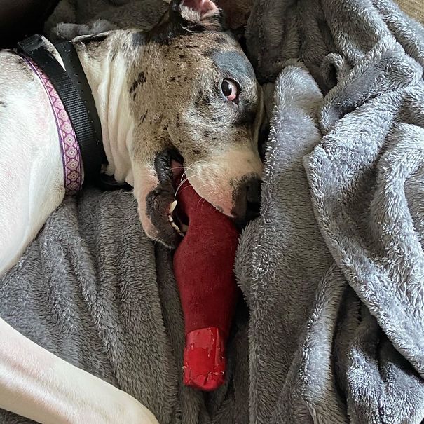 Nothing To See Here. Just A Dog And Her Wine
