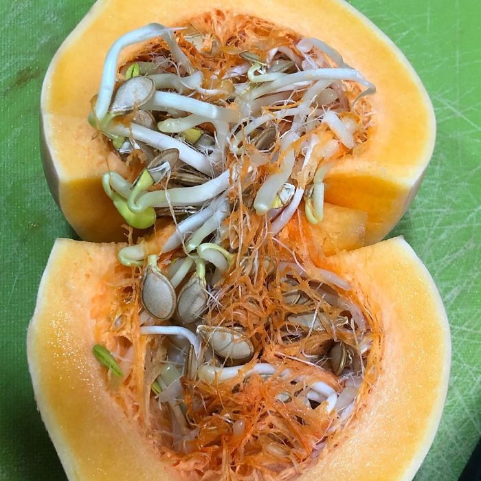 I Just Opened This Butternut Squash And Found This Amazing Phenomena That I Never Thought I Would Ever See