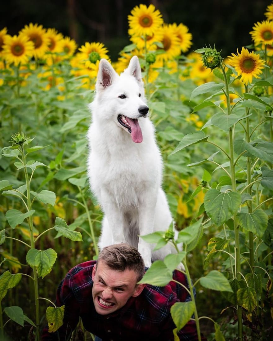 Woman’s Photoshoot Of Her Three Dogs With Sunflowers Goes Hilariously Wrong When They Discover How Tasty The Flowers Are Woman’s Photoshoot Of Her Three Dogs With Sunflowers Goes Hilariously Wrong When They Discover How Tasty The Flowers Are