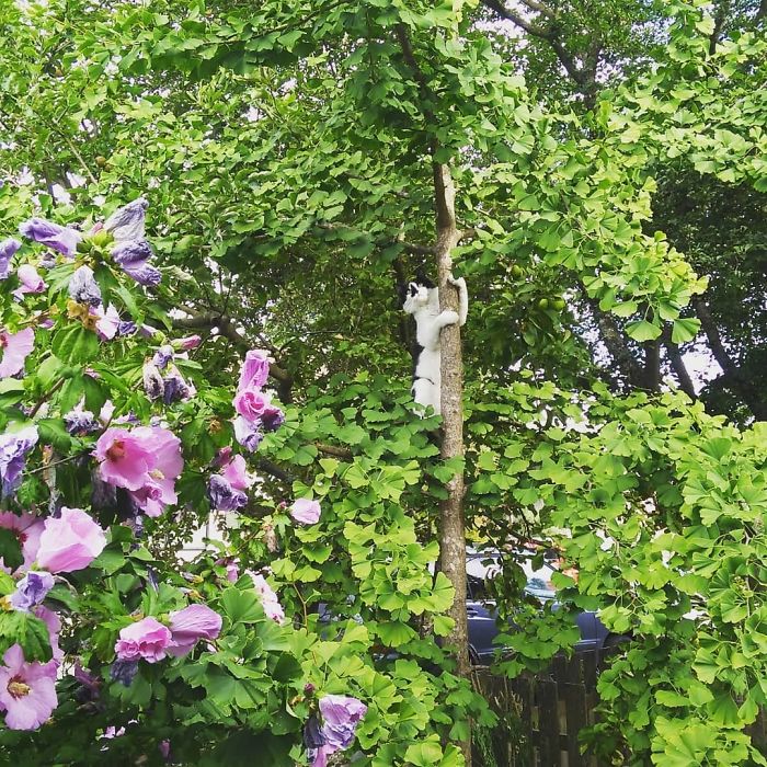 Cats-Raised-By-Birds