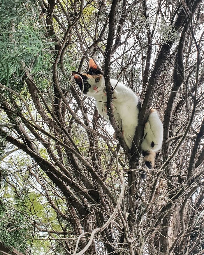 Cats-Raised-By-Birds