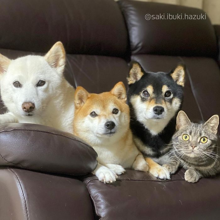 Cat-Thinks-She-Is-Dog-Saki-Ibuki-Hazuki