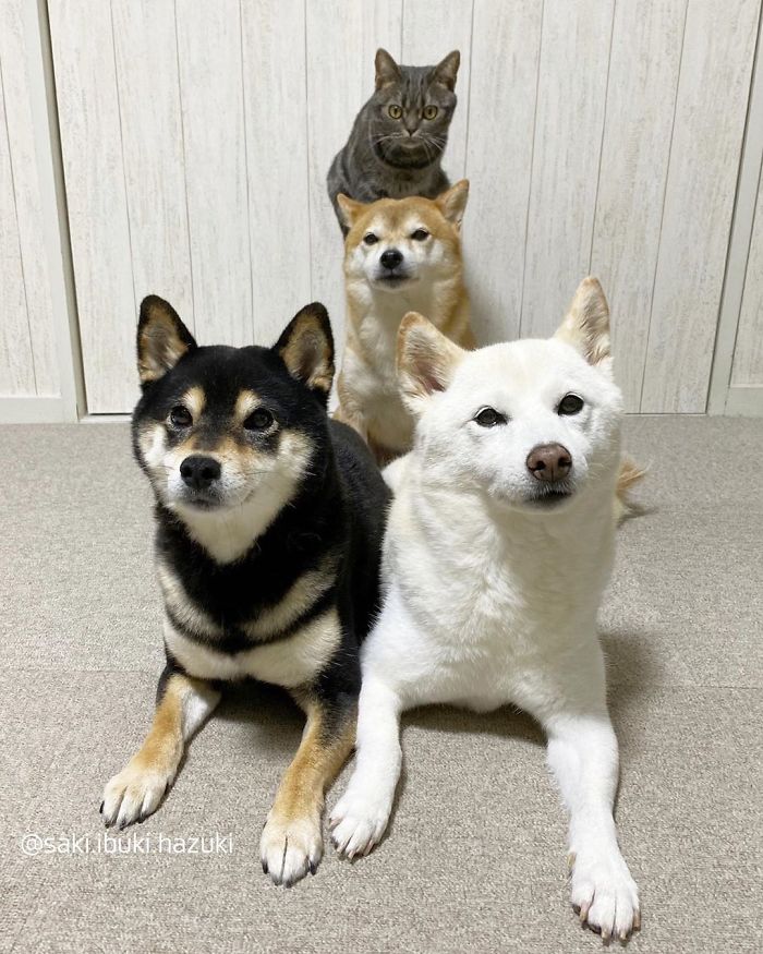 Cat-Thinks-She-Is-Dog-Saki-Ibuki-Hazuki