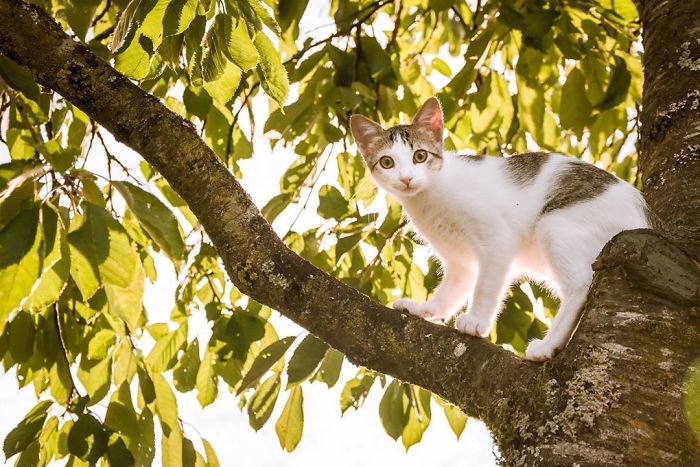 Cats-Raised-By-Birds