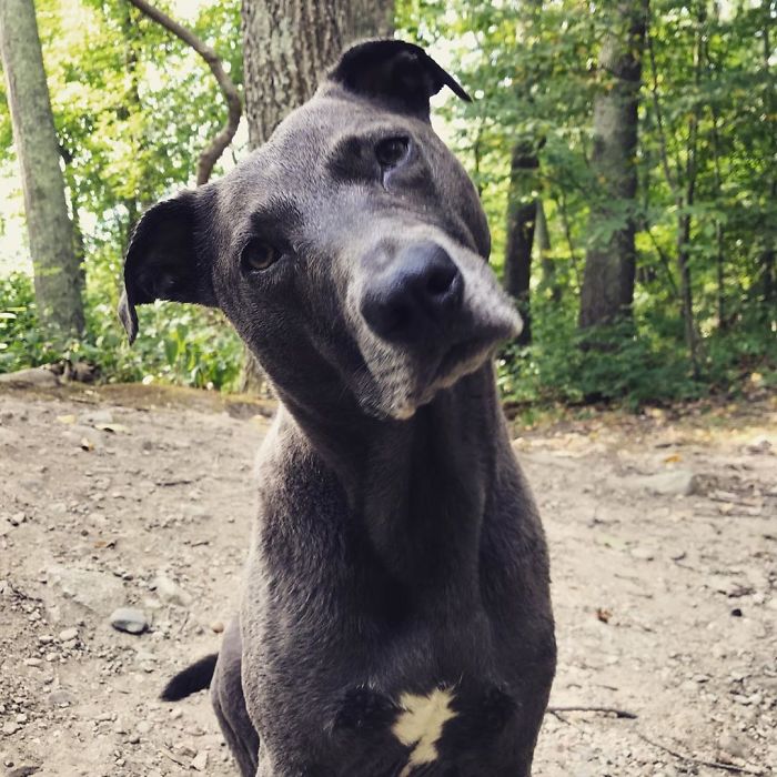 Pit Bull + Weimaraner