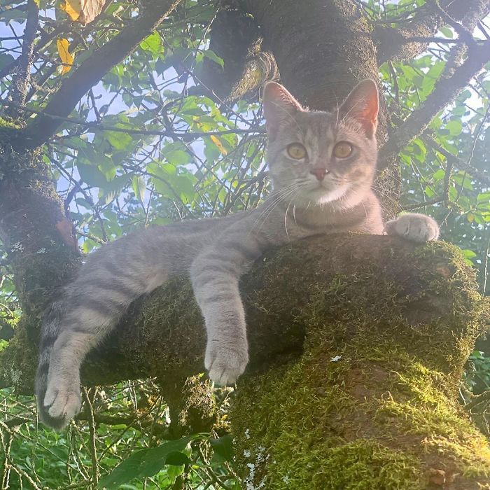 Cats-Raised-By-Birds