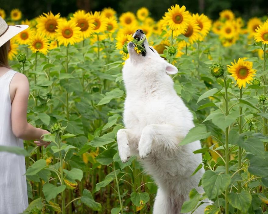 Woman’s Photoshoot Of Her Three Dogs With Sunflowers Goes Hilariously Wrong When They Discover How Tasty The Flowers Are Woman’s Photoshoot Of Her Three Dogs With Sunflowers Goes Hilariously Wrong When They Discover How Tasty The Flowers Are