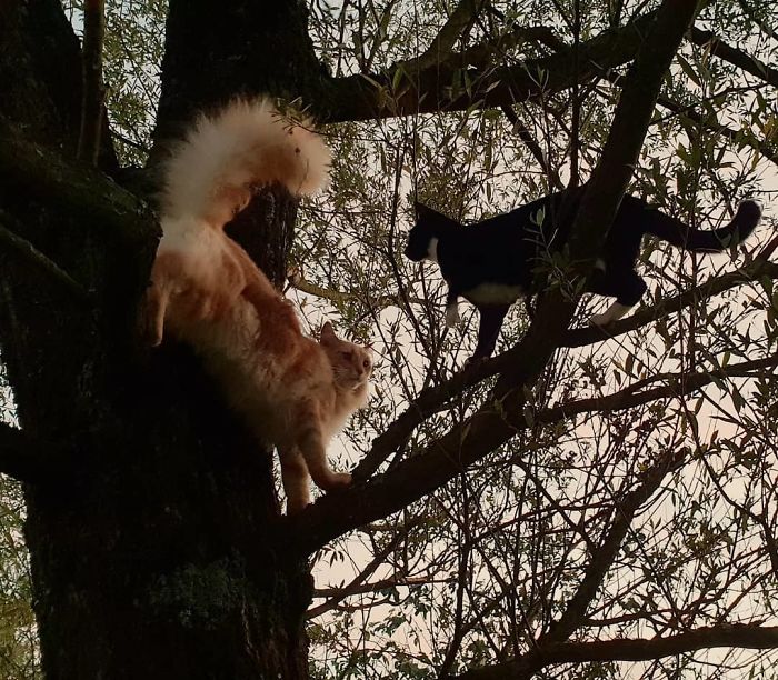 Cats-Raised-By-Birds