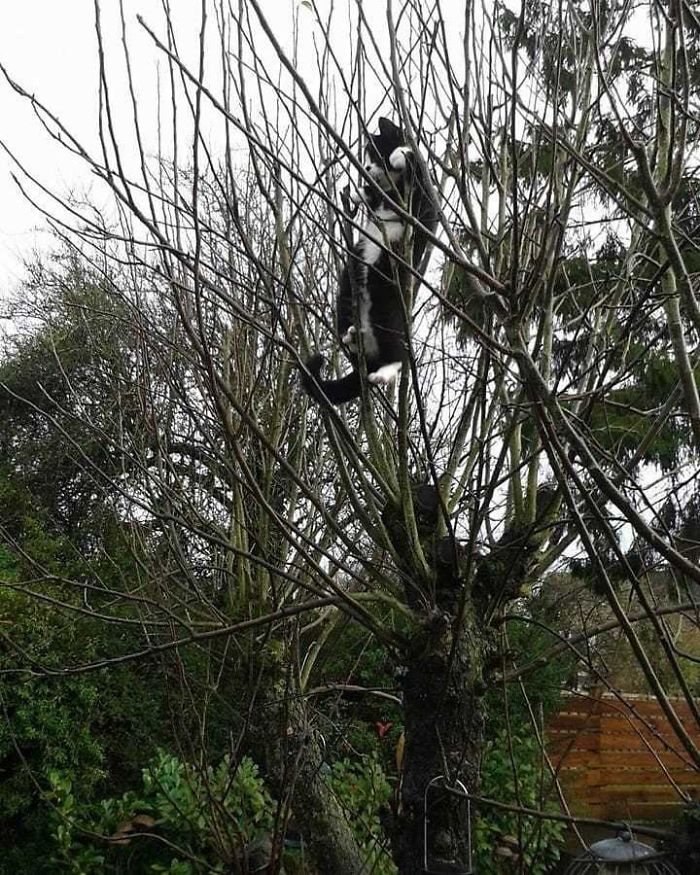 Cats-Raised-By-Birds