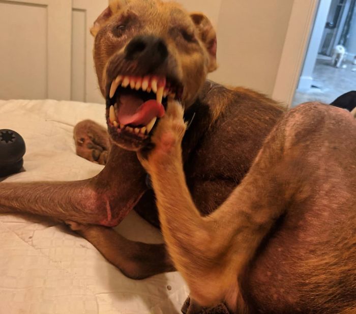 Blurry But Goofy Pup Eating His Foot