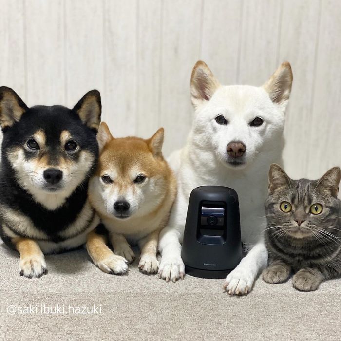 Cat-Thinks-She-Is-Dog-Saki-Ibuki-Hazuki