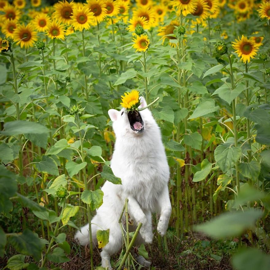 Woman’s Photoshoot Of Her Three Dogs With Sunflowers Goes Hilariously Wrong When They Discover How Tasty The Flowers Are Woman’s Photoshoot Of Her Three Dogs With Sunflowers Goes Hilariously Wrong When They Discover How Tasty The Flowers Are
