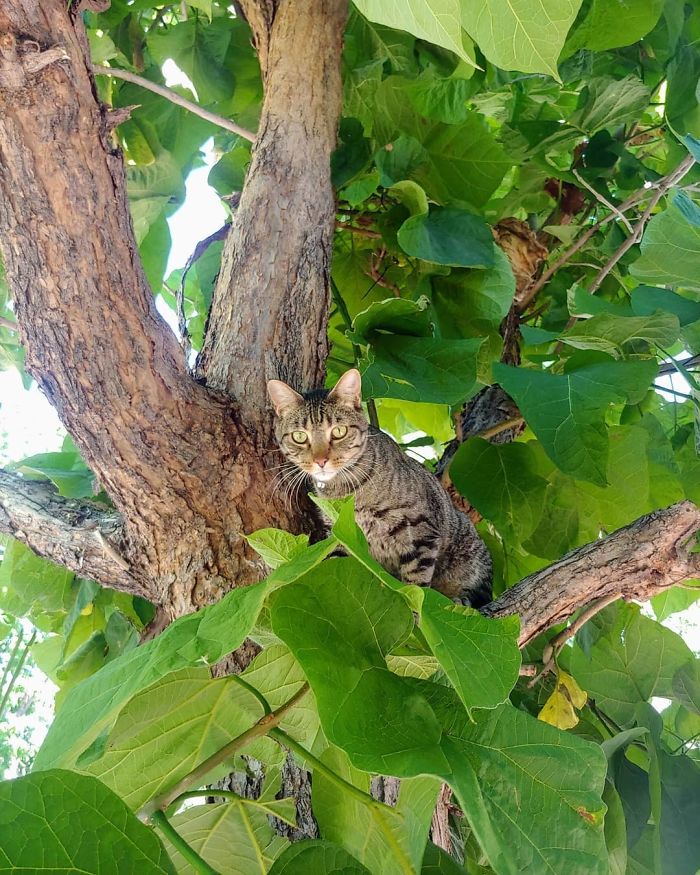 Cats-Raised-By-Birds