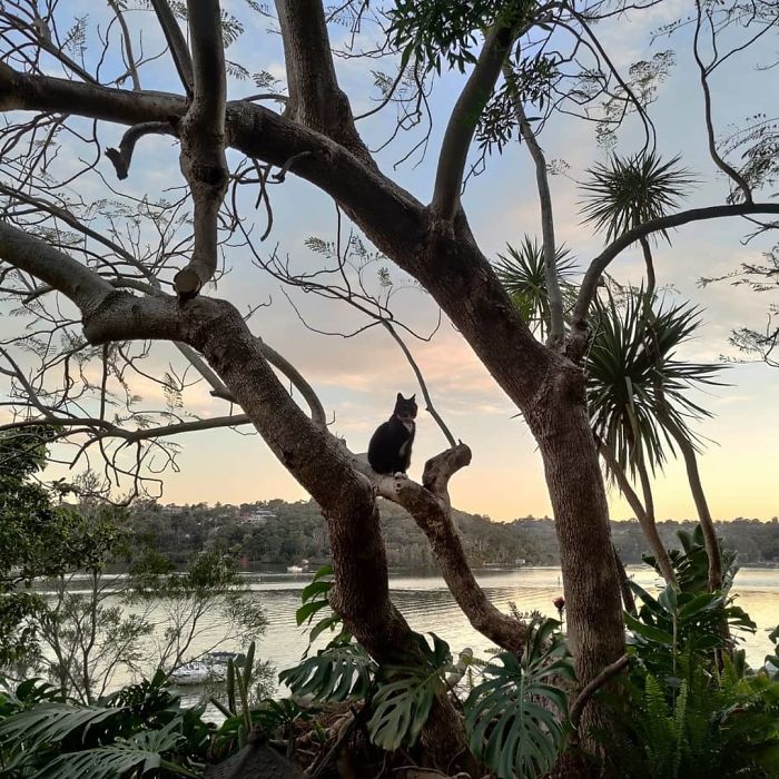 Cats-Raised-By-Birds