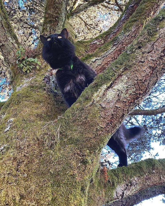 Cats-Raised-By-Birds