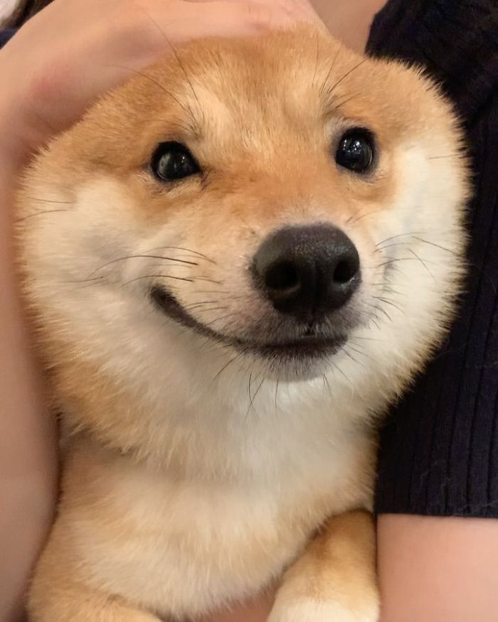 Smilling-Shiba-Pics