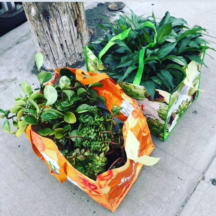 Heyooo Green Thumbs!! Free Plants!! On 60th Lane Between Myrtle & 71st Ave In Ridgewood Queens #stoopingqueens