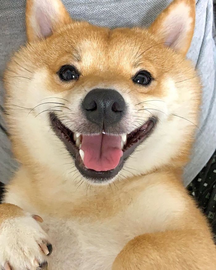 Smilling-Shiba-Pics