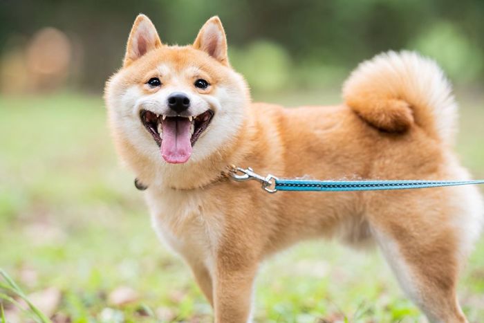 Smilling-Shiba-Pics