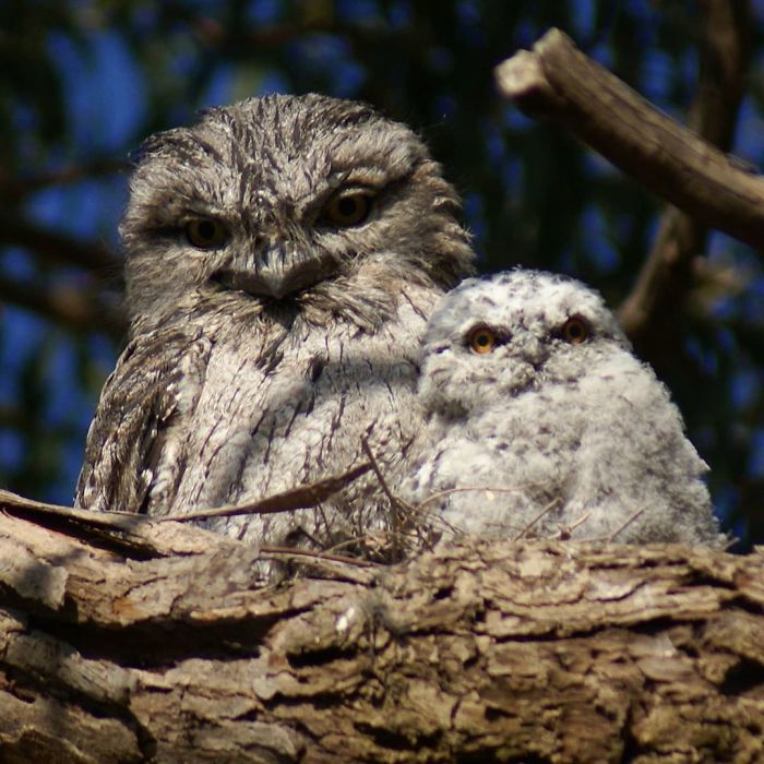 Frogmouth-Birds-Cute-Babies-Pics