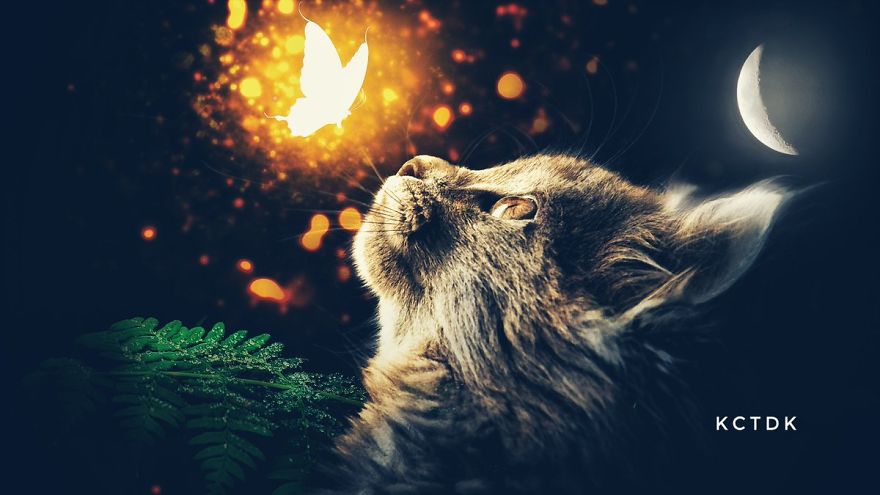 I Made This Because I Was Bored And Decided I Can Make A Post! So Here Is Is Cats And Butterfly's ^﹏^