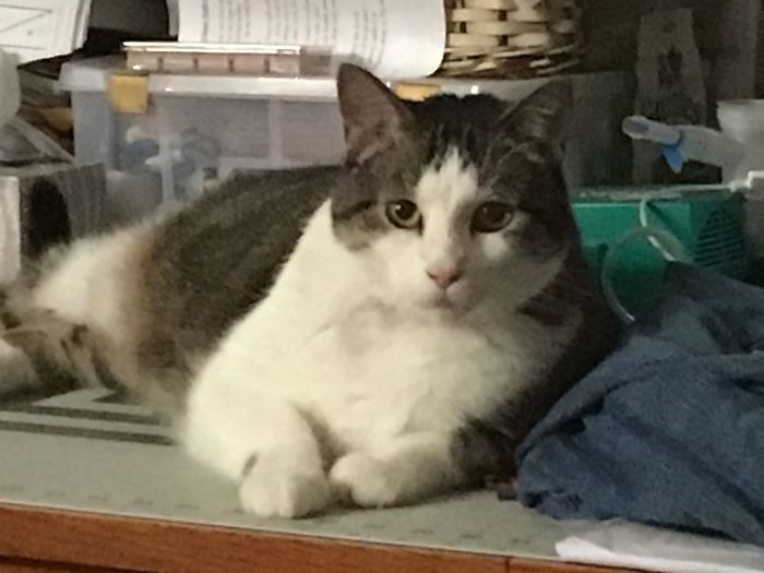 New Love - Jackson, Age 5 & 20 Lbs!