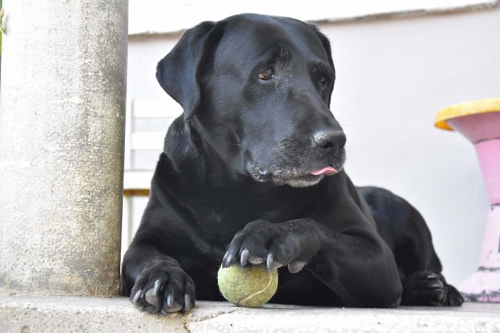 My Dark, 12 Y.o. And Still Rocking His Ball