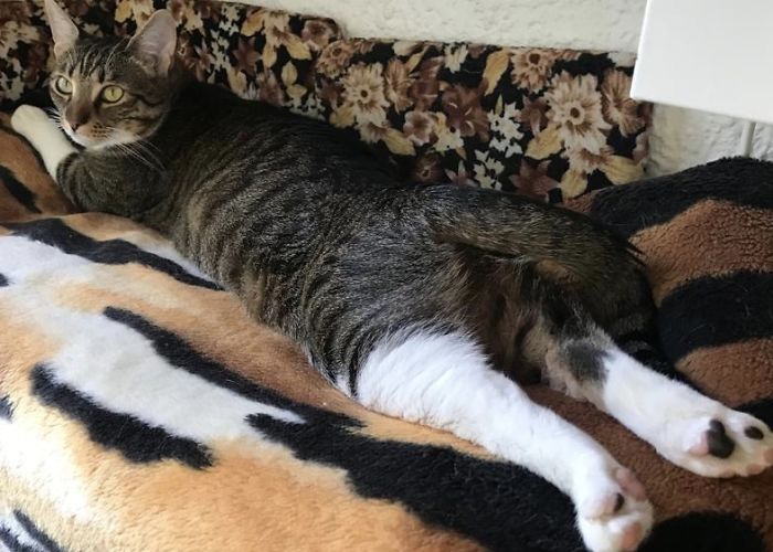 Sissi, Age Two...just Chillin'